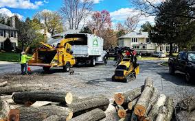 Reliable Lebanon Junction, KY Tree Care Solutions