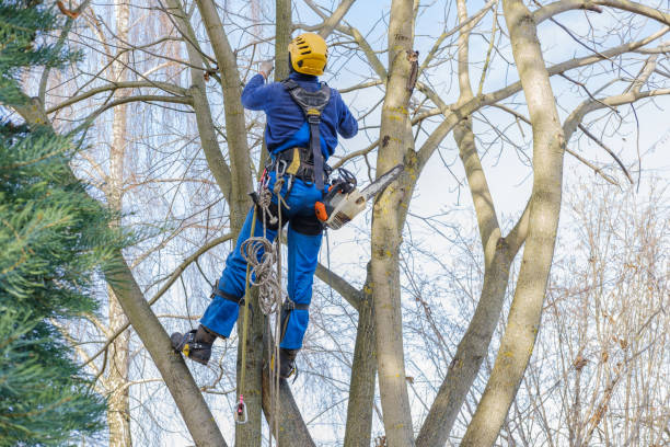 Best Storm Damage Tree Cleanup  in Lebanon Junction, KY