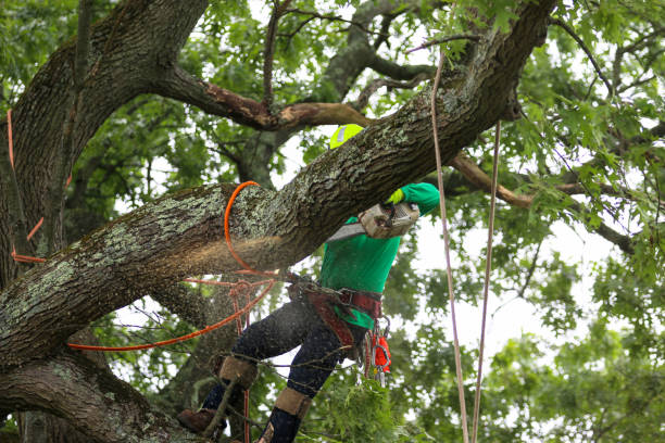 How Our Tree Care Process Works  in  Lebanon Junction, KY