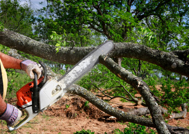 Best Tree Cabling and Bracing  in Lebanon Junction, KY