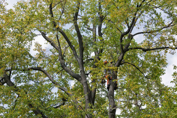 How Our Tree Care Process Works  in  Lebanon Junction, KY